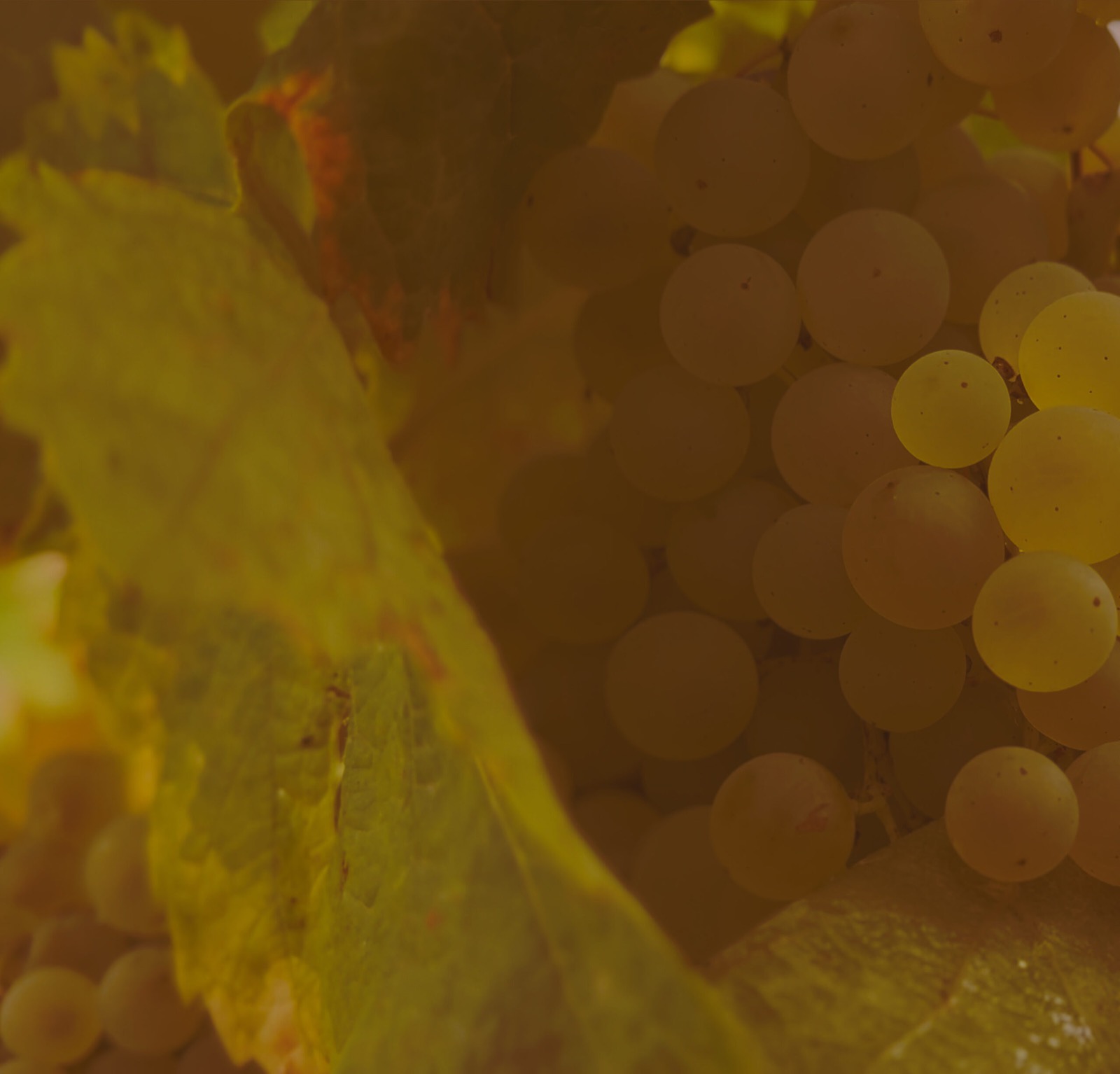 Ancien site Cognac Esprit Organic - img fond scaled