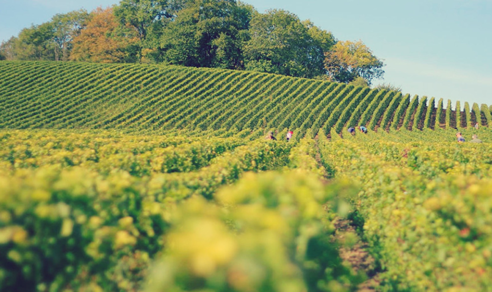 Ancien site Cognac Esprit Organic - img home vigne