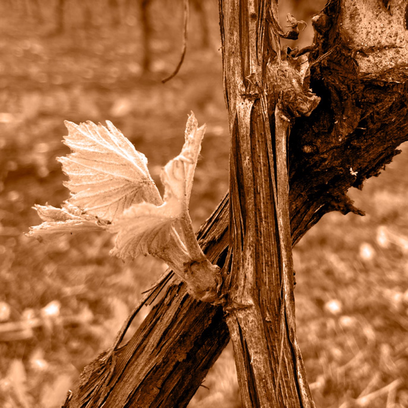 Ancien site Cognac Esprit Organic - img singlecask vigne